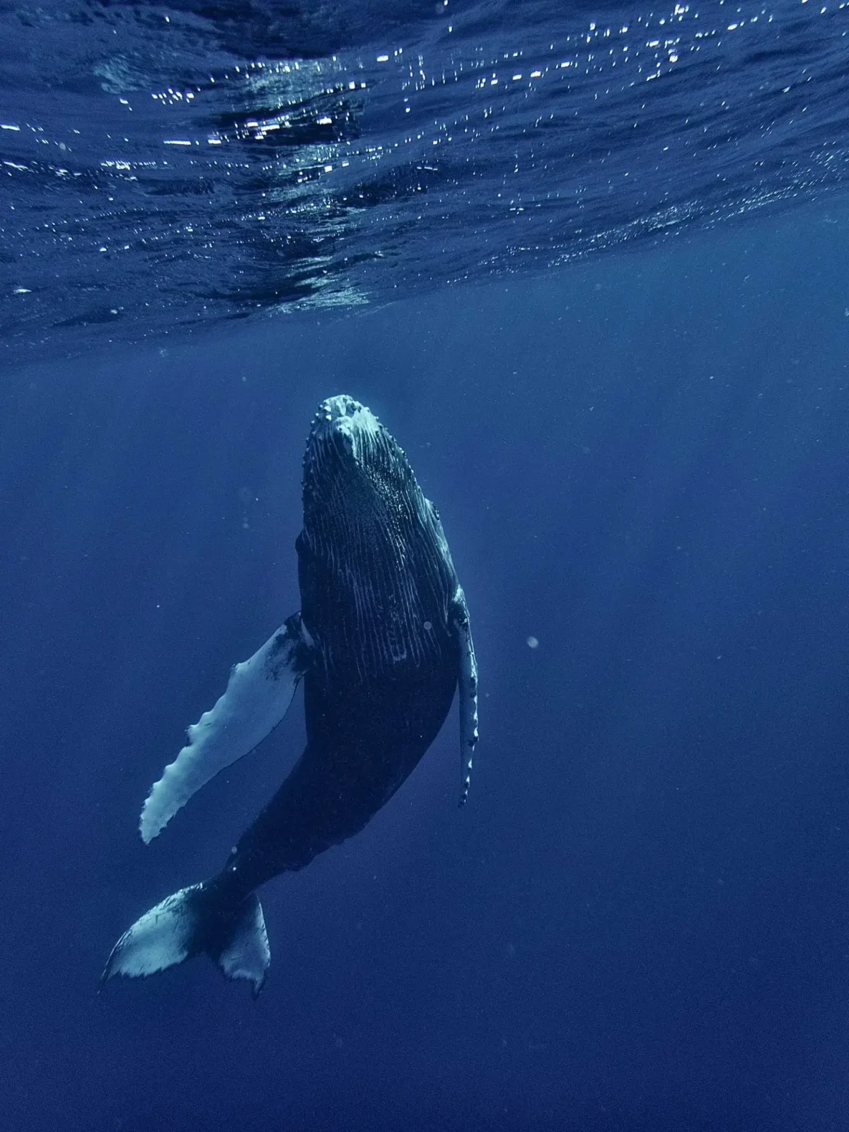 Whales Support Ocean Carbon and Food Webs as Climate Risks Grow